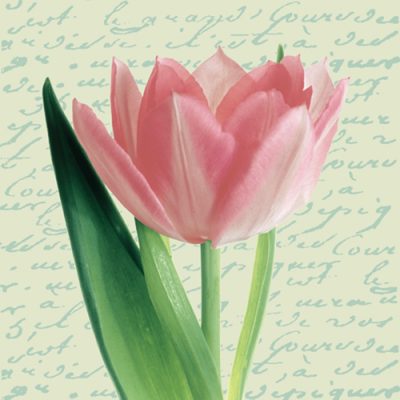 Tulipa Cream