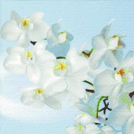 Orchidea Blanca Acqua