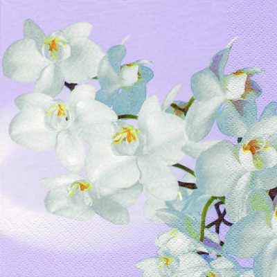 Orchidea Blanca Vintage Lavender