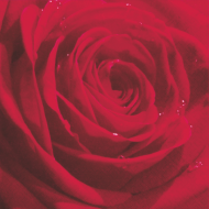 Belle Rose du Martin Red